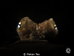 2 x Snoot octopus shot by Mekan Teo 